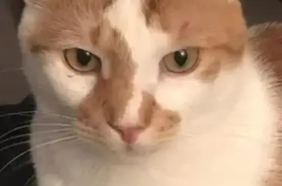 Lost Friendly Cat: Orange Mark, NJ Area