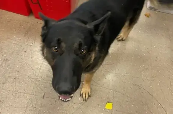 Found dog , photo: Sweet Dog Found on West Andrew Johnson Hwy