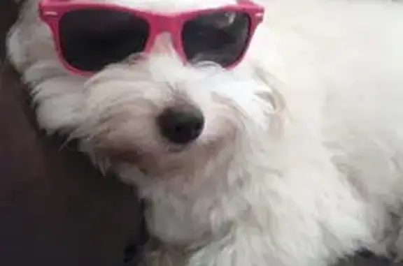 Lost: 15-Year-Old Fluffy White Dog