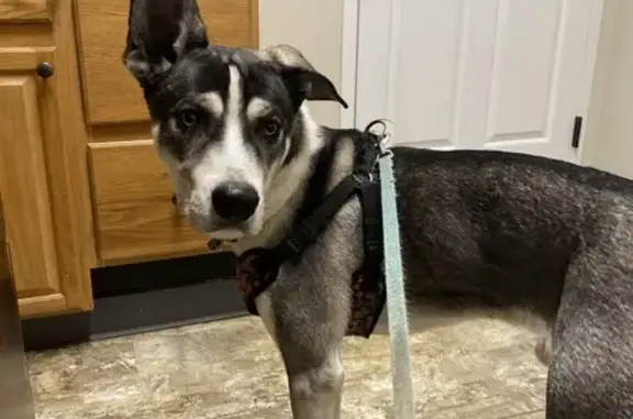 Missing dog Stedman, photo: Lost Dog: Black & White, Blue Collar