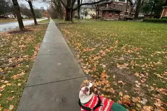 Help Find Winnie: Lost Dog in Columbia