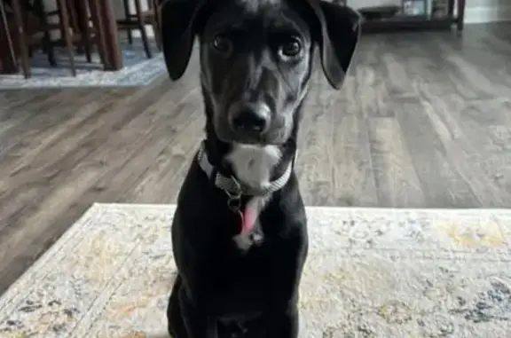 Lost Black & White Lab Mix in Zebulon