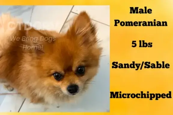 Lost Tan Pomeranian on Windsor Ave