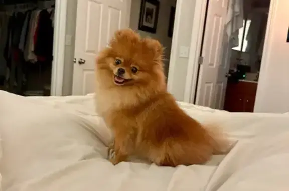Missing dog Lytle, photo: Lost Pomeranian: Help Find Milo!