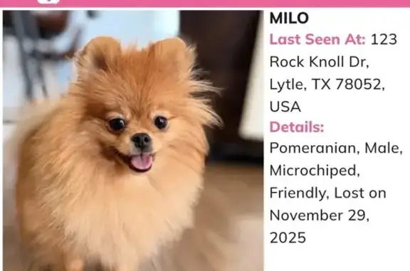 Missing dog , photo: Lost: Gentle Brown Pomeranian in Texas