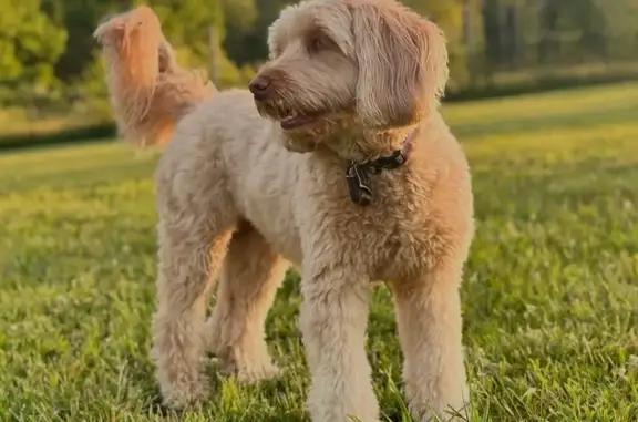Nervous Labradoodle Lost: Call if Spotted