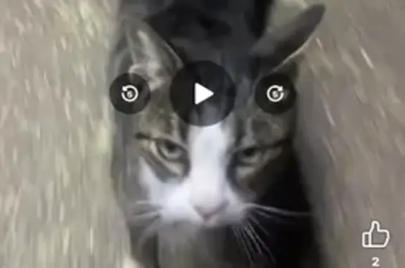 Animaux trouvés Thézan-lès-Béziers, photo: Chat errant trouvé sur parking Super U