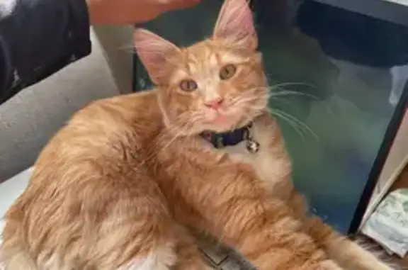 Missing cat Bloomington, photo: Lost Cat Mango: Fluffy Tail & Extra Thumbs