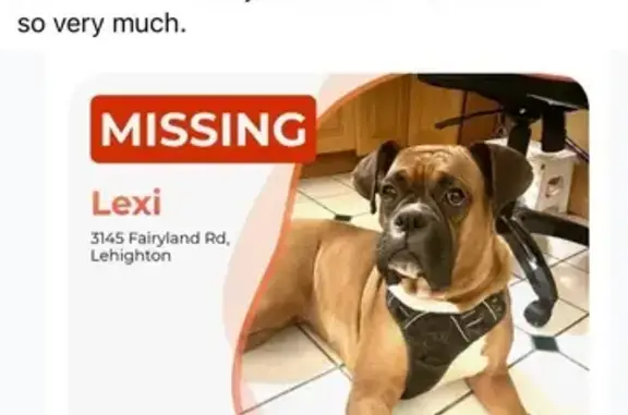 Help Find Lexi: Fawn Boxer Puppy Lost