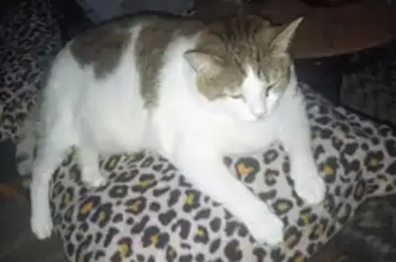 Lost: Large Tan & White Cat in Sparta