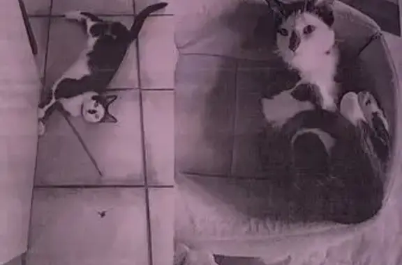 Missing cat Cape Town, photo: Lost Black & White Cat in Cape Town