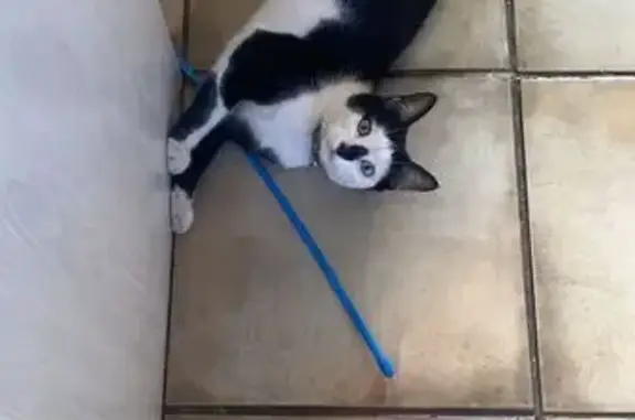 Missing cat Cape Town, photo: Lost Skittish Kitten: Purple Collar, Cape Town