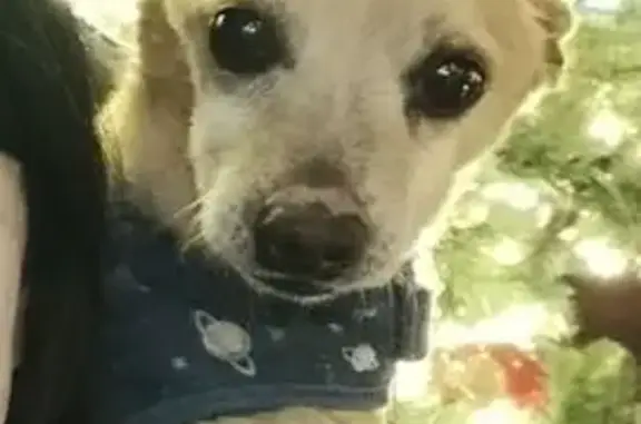 Lost and found pets Henderson, photo: Lost Chihuahua: Help Find Our Pup!