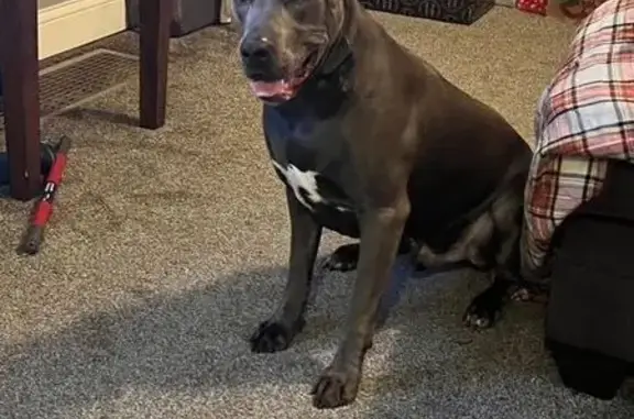 Lost and found pets Belleville, photo: Lost Grey/Blue Dog: Superman Chest Markings