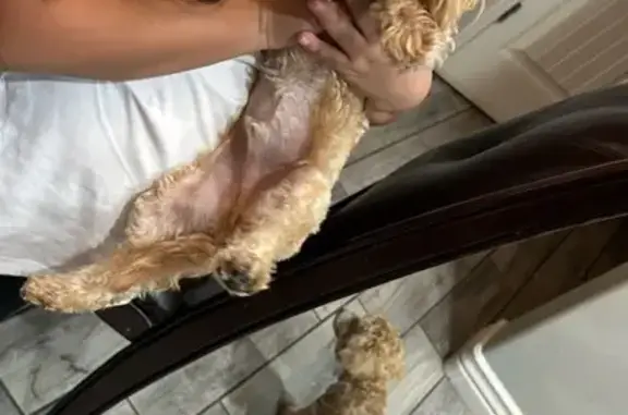 Help Find Jake & Milo: Fluffy Lost Pups