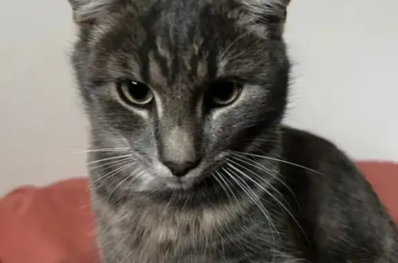 Chaton affectueux perdu à Beaugency - photo