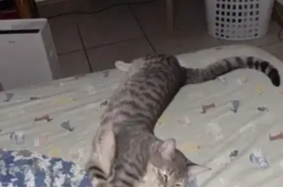 Lost and found pets Coeur d'Alene, photo: Lanky Grey Tabby Lost in Coeur d'Alene