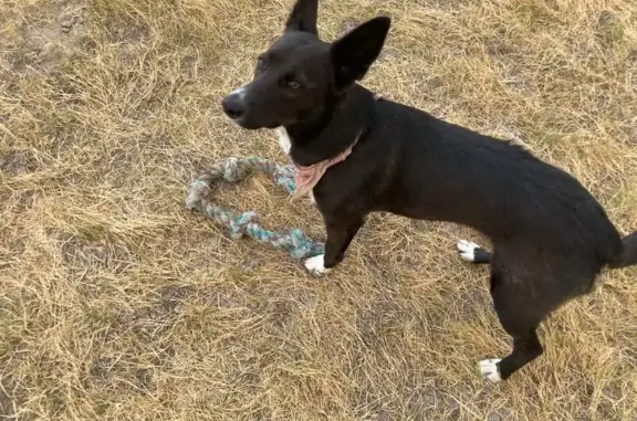 Lost Gentle Dog: Black w/White Boots
