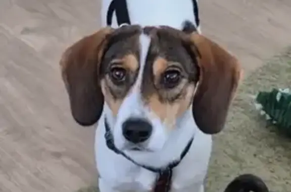 ¡Ayuda a encontrar a Pumbo en Neda! 🐾