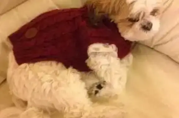 Missing dog Daly City, photo: Lost Dog: Friendly, White & Brown, Blind