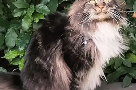 Lost pets , photo: Lost Maine Coon Cat in Roodepoort Area