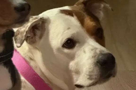 Lost Dog: White & Orange, Pink Collar