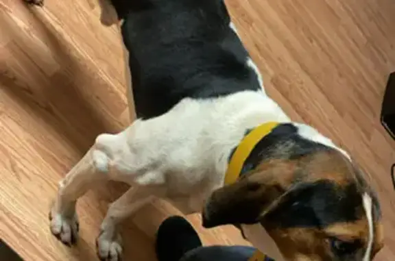 Lost and found pets Columbus, photo: Lost Dog on S. Third St, Columbus