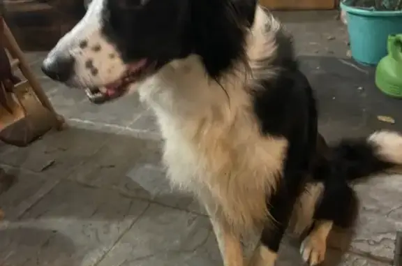 Chien trouvé , photo: Border Collie mâle trouvé à St-Clément