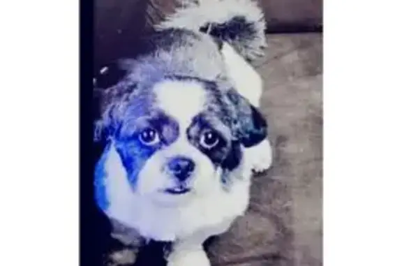 cachorro desaparecida