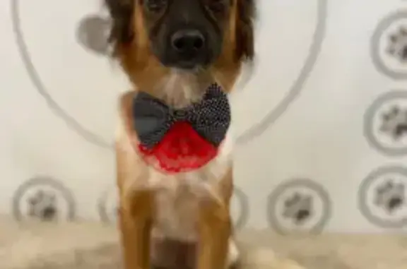 cachorro desaparecida