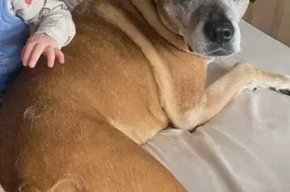 Lost pets , photo: Lost Timid Dog on Nathan Street, Knox