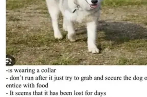 Help Find Lost Husky in Sydney...