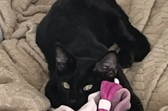 Chat noir et blanc perdu à Pézilla-la-Rivière - photo