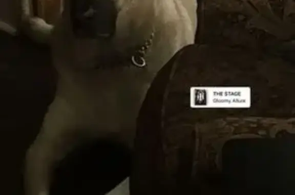 Help Find Lost Anatolian in Kansas!