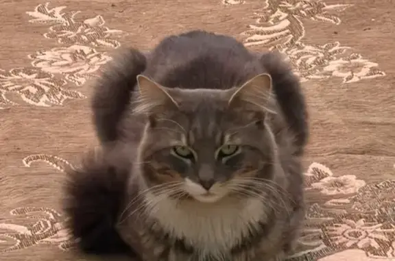 Missing cat Brimbank, photo: Lost Grey Cat with Cream Accents in Brimbank