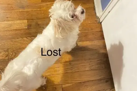 Missing dog , photo: Lost Maltese Puppy in Mill Basin