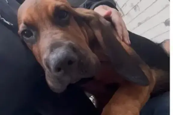 Lost and found pets Tonganoxie, photo: Lost: Sweet Black & Tan Pup in Tonganoxie