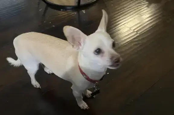Missing dog San Antonio, photo: Lost Chihuahua Mix on Basse Rd, San Antonio