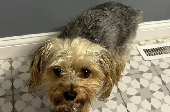 Missing dog Lebanon Junction, photo: Lost Yorkie Elvis on Preston Highway