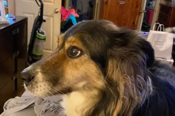 Lost and found pets , photo: Lost Brown & Tan Dog in Dallas, NC