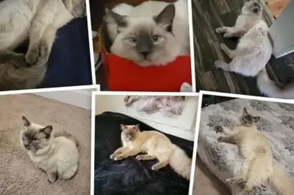 Lost and found pets Denver, photo: Lost Cat: White & Black Near Julian St.