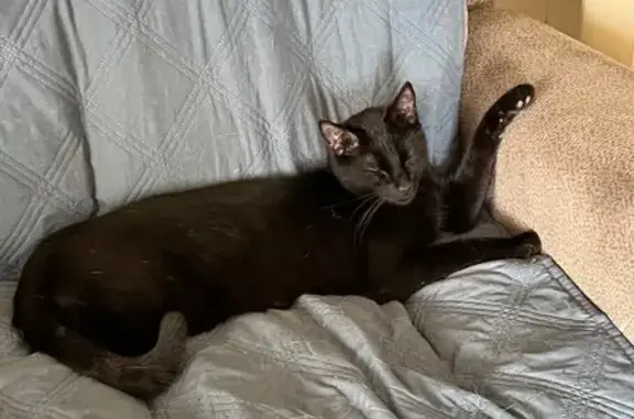 Lost Cat: Black with Green Eyes in Rupert