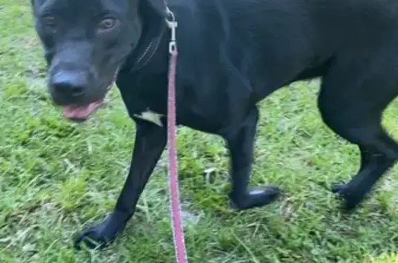 Lost Black Pit/Lab Mix in FL - Help Find!