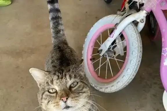 Lost and found pets , photo: Friendly Grey Tabby Found on Springtown Rd