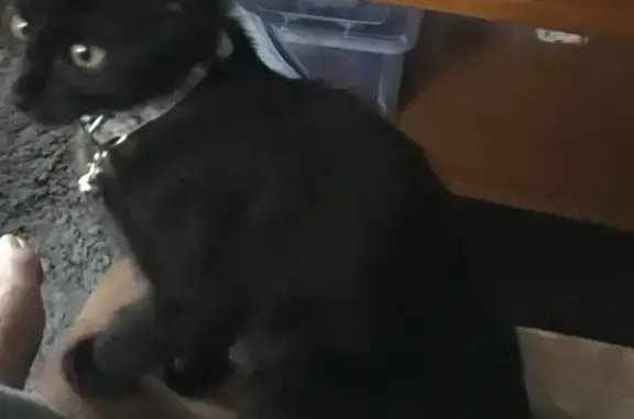 Lost and found pets Cabot, photo: Rescued Black Kitten - Kerr Station Road