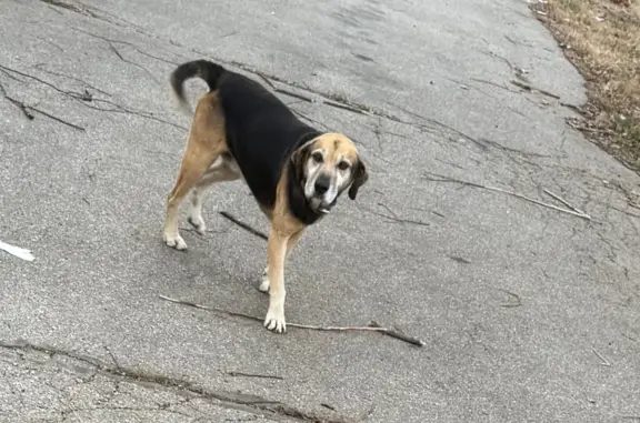 Found Dog on KY 477 in Raymond