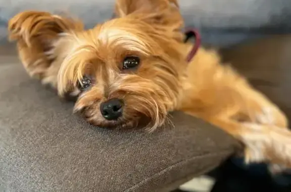 Lost and found pets Ocean Springs, photo: Lost Blonde Dog: Pink Collar, Ocean Springs