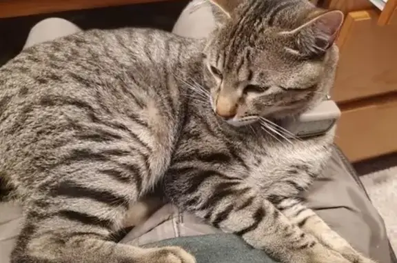 Lost and found pets Portland, photo: Lost Brown Tabby Cat in Portland Area