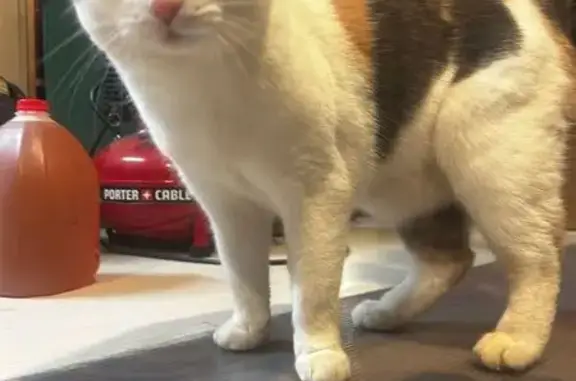 Lost and found pets Macungie, photo: Lost Cat: White with Brown/Black Patches