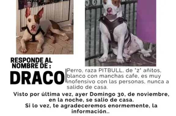 Pitbull Perdido en Nacajuca: Blanco con Manchas